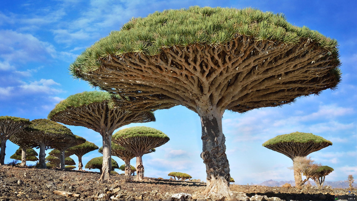 Экзотика и ничего больше: топ-7 самых необычных деревьев в мире