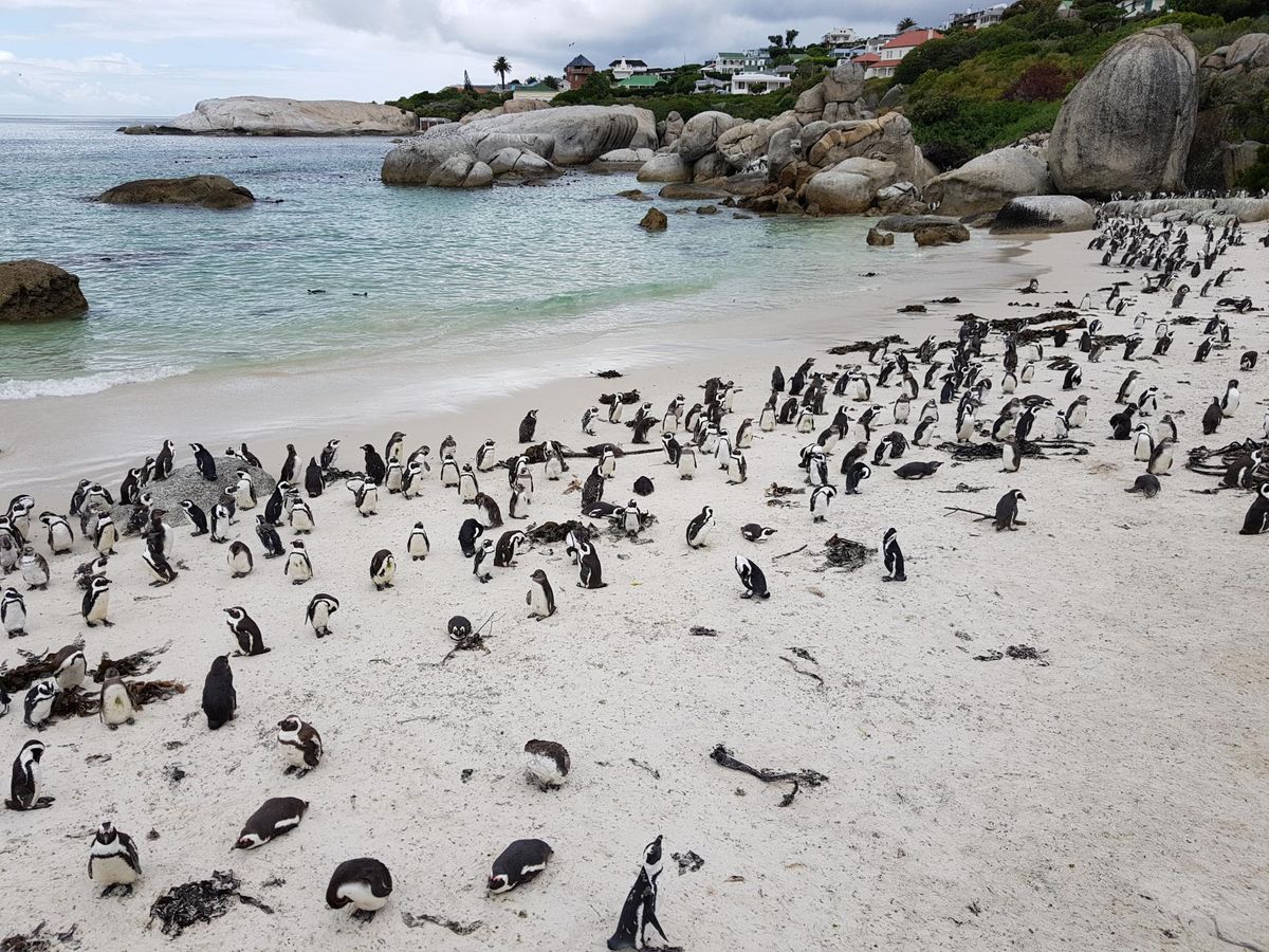 Зона пернатых: 7 природных заповедников, где можно понаблюдать за пингвинами