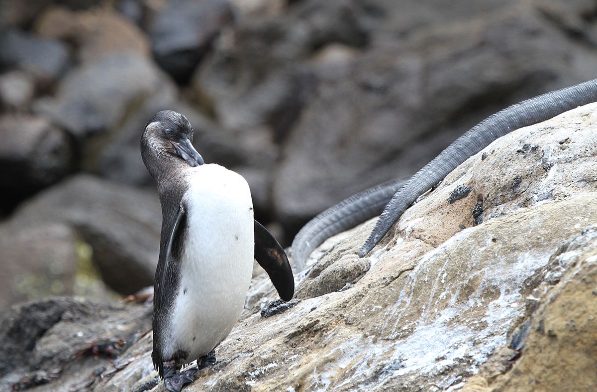 Зона пернатых: 7 природных заповедников, где можно понаблюдать за пингвинами