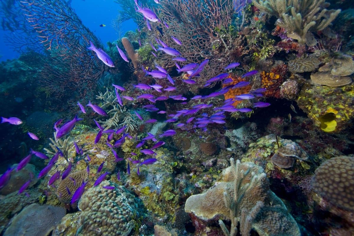 Коралловые рифы страна. Риф Туббатаха Филиппины. Мезоамериканский Барьерный риф. Косумель риф. Большой Барьерный риф кораллы.