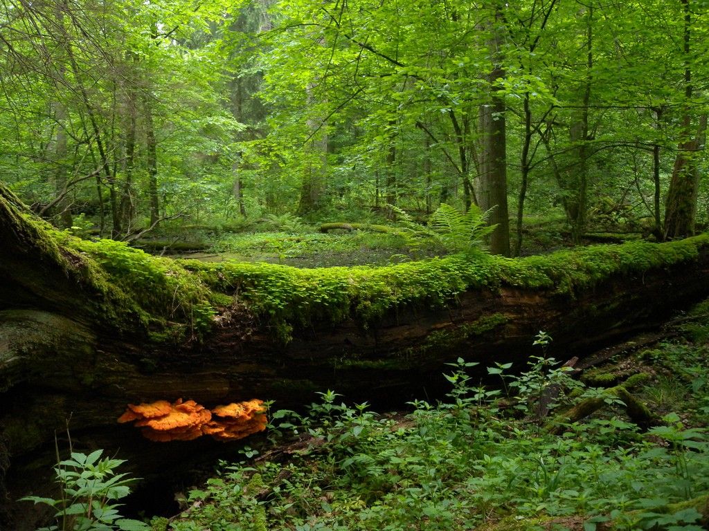 Лесная сказка: топ-10 самых загадочных лесов мира