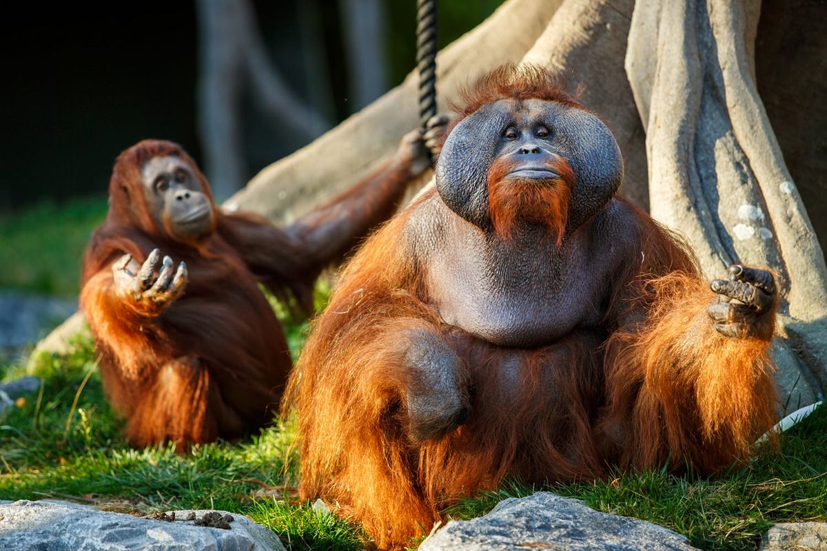 Лучшие зоопарки мира: топ-12 мест, куда следует отправиться