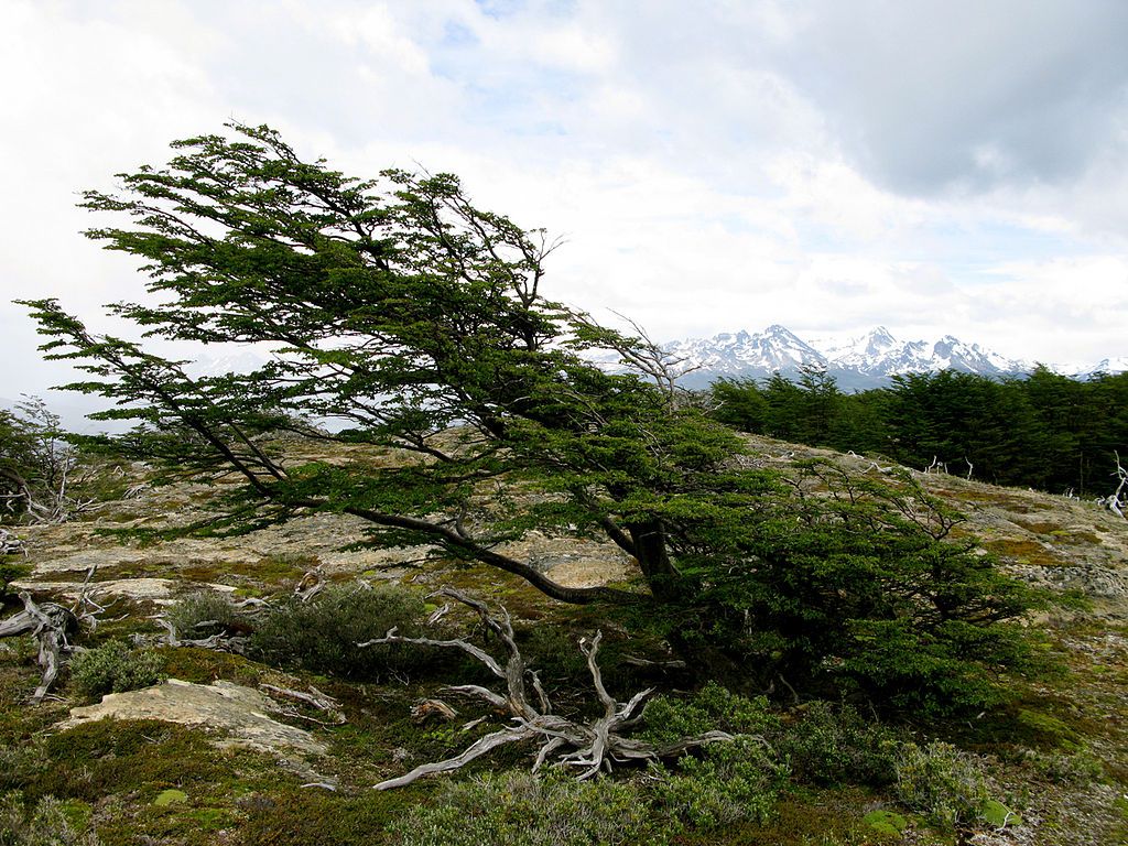 Экзотика и ничего больше: топ-7 самых необычных деревьев в мире