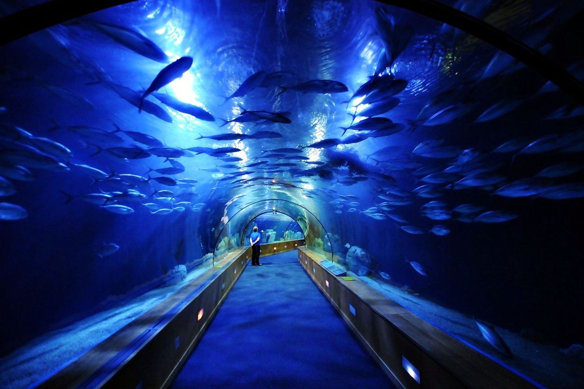 Красота морских глубин: 5 лучших океанариумов и аквариумов