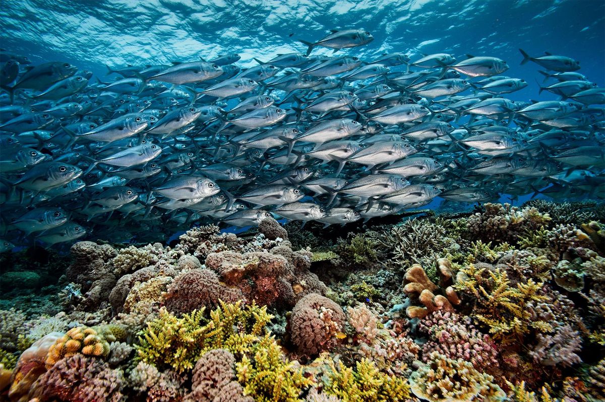 Находка для дайверов: самые лучшие коралловые рифы