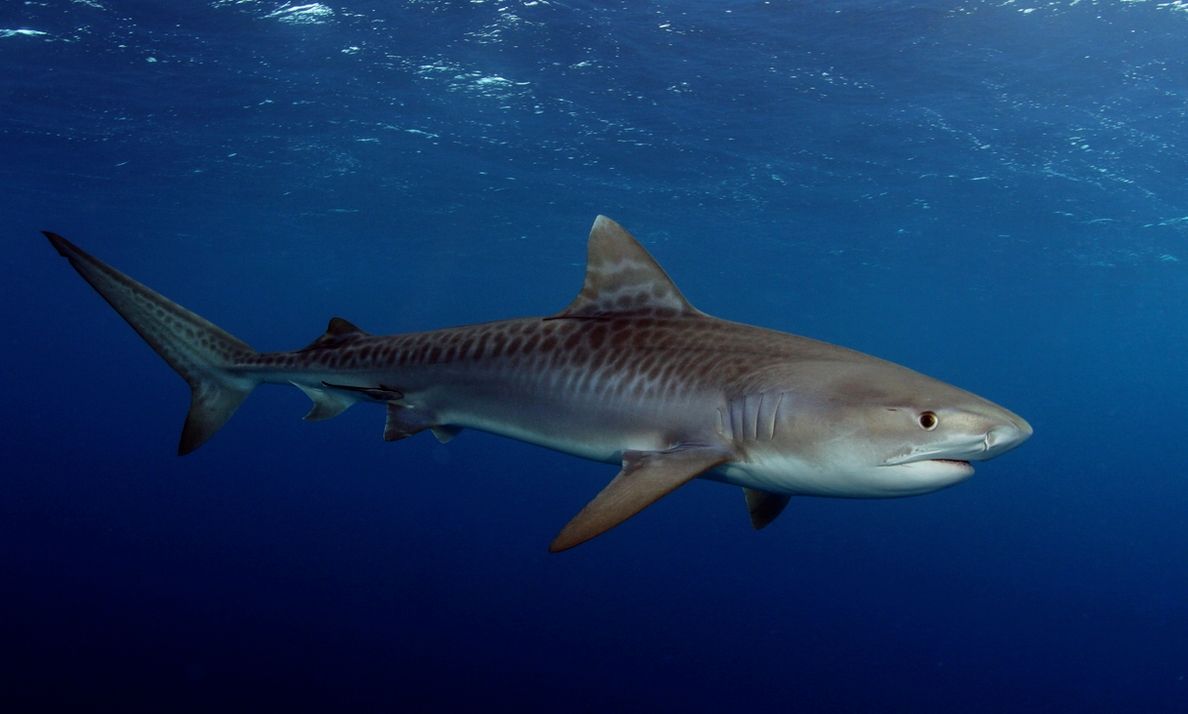 Смертельные челюсти: самые опасные акулы для человека