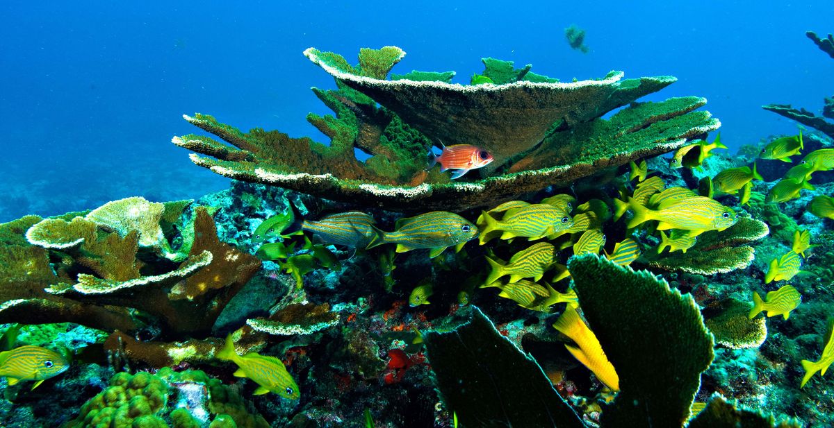 Находка для дайверов: самые лучшие коралловые рифы