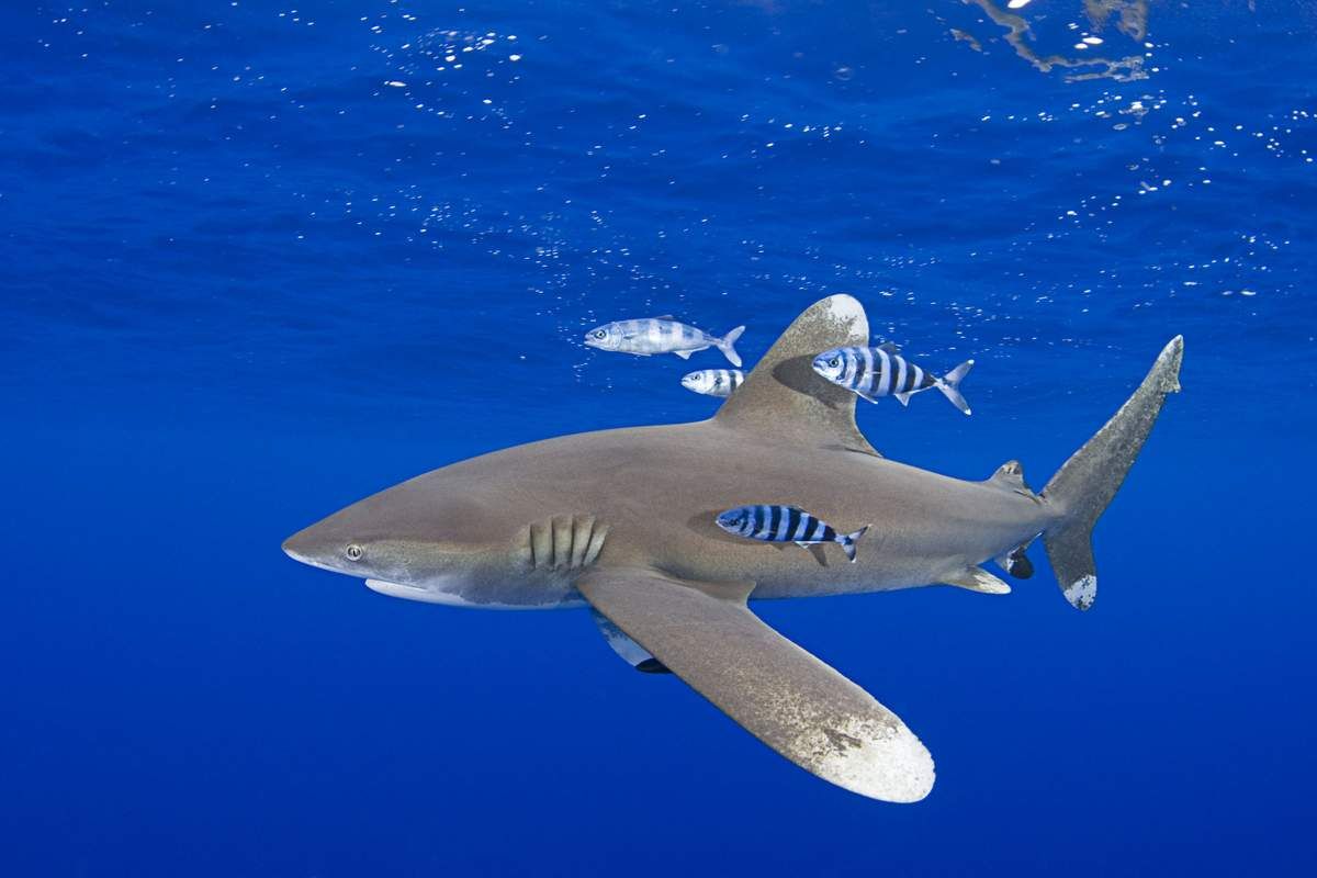 Смертельные челюсти: самые опасные акулы для человека