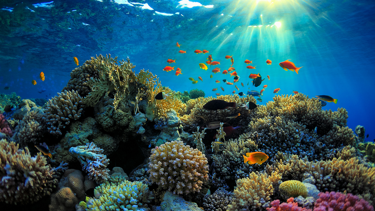 Лучший коралловый риф. Риф Туббатаха Филиппины. Большой Барьерный риф биоценоз. Хиккадува коралловый риф. Большой Барьерный риф в коралловом море.