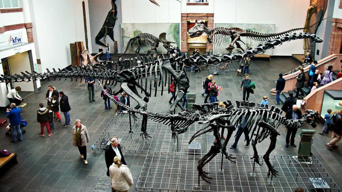 Динозавры и мамонты: топ-10 самых интересных музеев Берлина