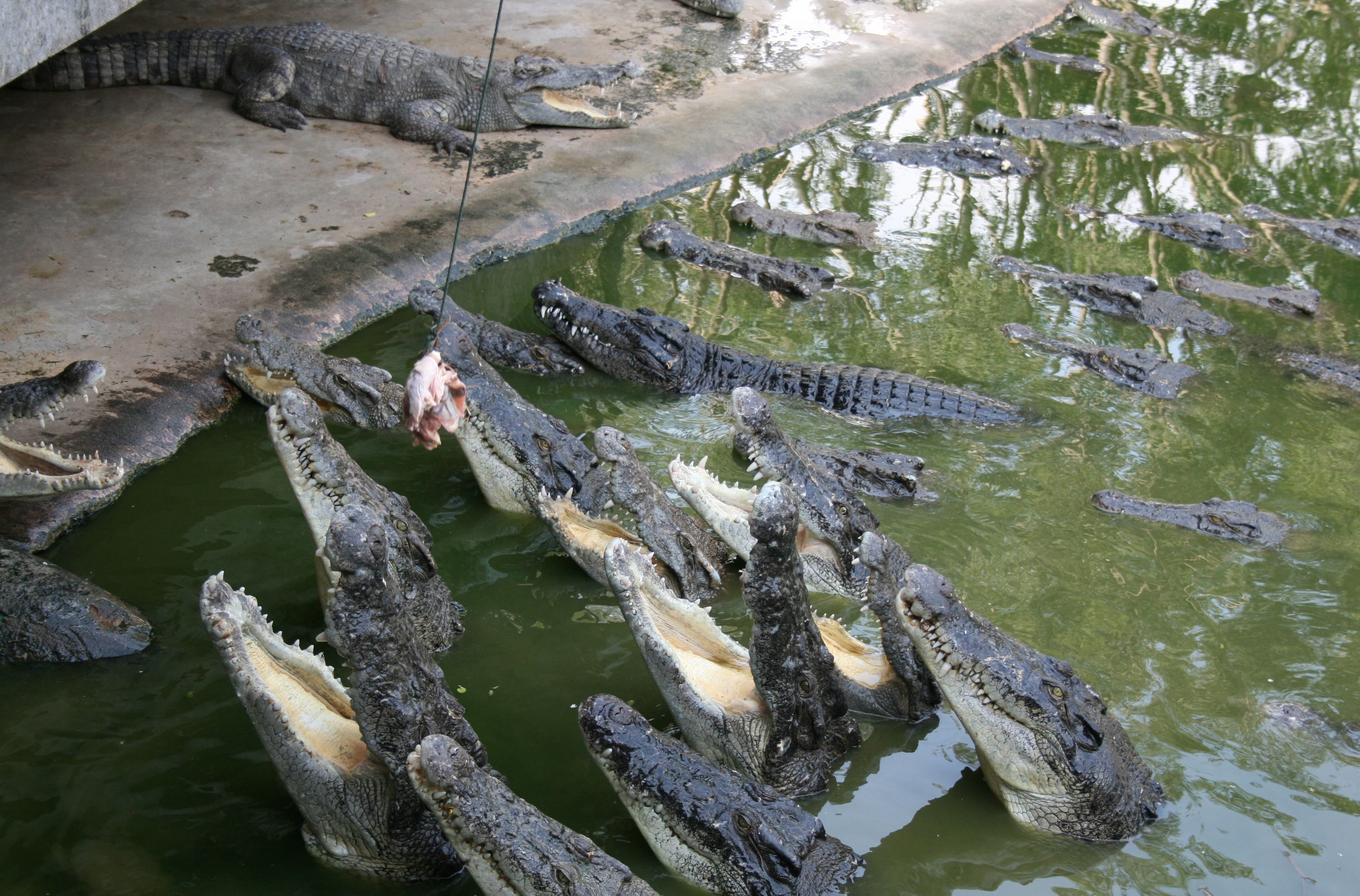Неожиданная экзотика: крокодилья ферма в станице Голубицкой